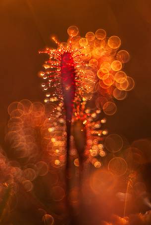 Foggy summer sunrise in Kakerdaja bog, sundew, drosera