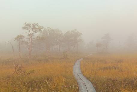 Foggy summer sunrise in Kakerdaja bog