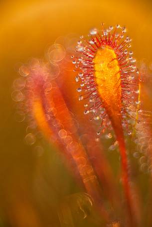 Foggy summer sunrise in Kakerdaja bog, sundew, drosera