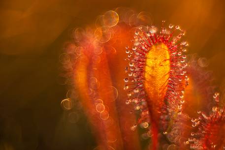 Foggy summer sunrise in Kakerdaja bog, sundew, drosera