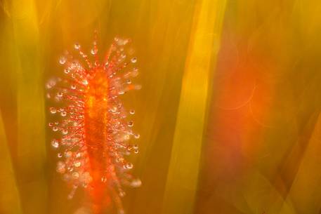 Foggy summer sunrise in Kakerdaja bog, sundew, drosera