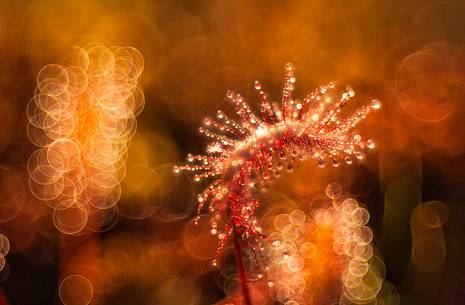 Foggy summer sunrise in Kakerdaja bog, sundew, drosera