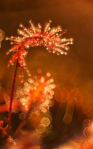 Foggy summer sunrise in Kakerdaja bog, sundew, drosera