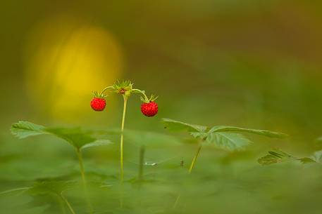 forrest berries, strawberry, 