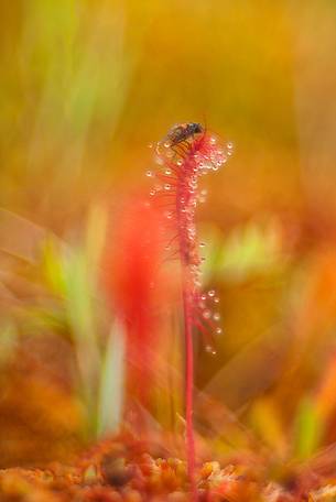 summer sunset in Kakerdaja bog, sundew, drosera