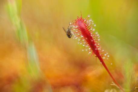 summer sunset in Kakerdaja bog, sundew, drosera