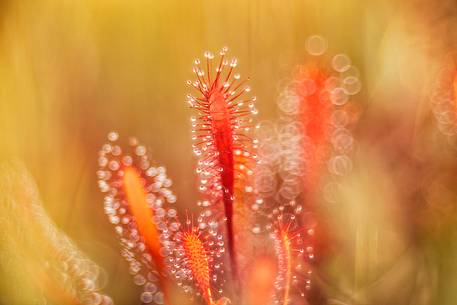Foggy summer sunrise in Kakerdaja bog, sundew, drosera