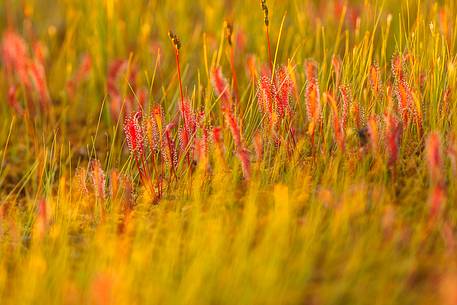 Foggy summer sunrise in Kakerdaja bog, sundew, drosera