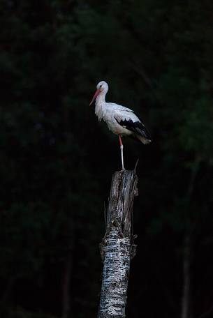 White stork in the night