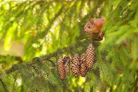 a young squirrel in its environment 