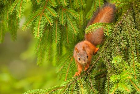 a young squirrel in its environment 