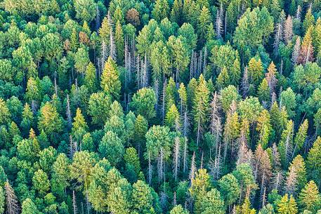 an aerial view to the estonian forrest