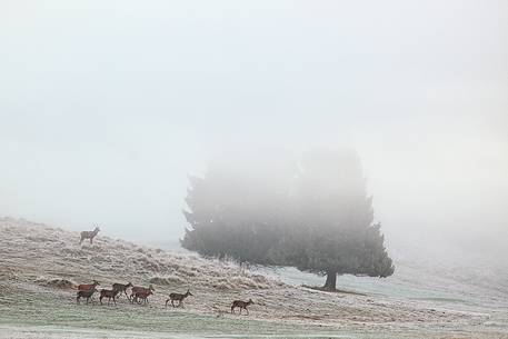 Red deer in the foggy morning