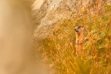 camouflages marmot