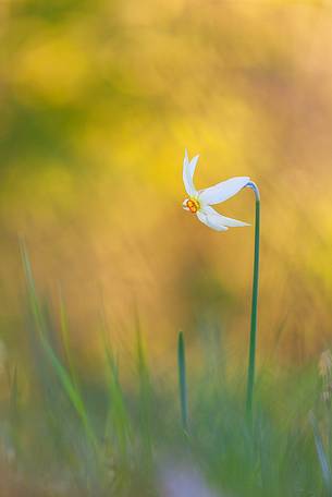 summer flowers, Narcissus poeticus