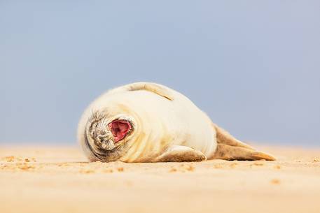 Donna Nook Nature Reserve, grey seal