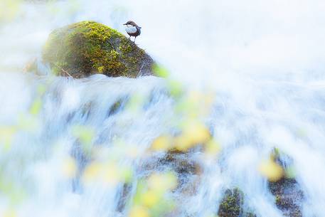 White-throated dipper , Cinclus cinclus