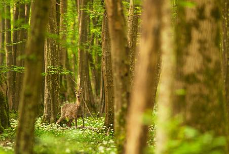 Roe deer in the spring forest