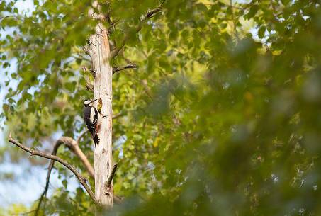 Great spotted woodpecker in its environment
