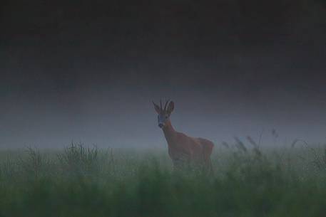  Roe deer in the mist, Capreolus capreolus