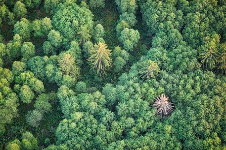 Estonian summer forests, aerial photography