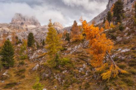 Autumn at Falzarego pass and in the background Averau mountain