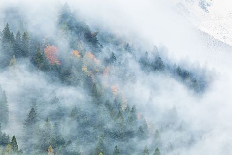 Dolomiti of Brenta,Natural Park of Adamello-Brenta, forest through the fog Dolomiti of Brenta,Natural Park of Adamello-Brenta, forest through the fog