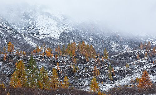 Dolomiti of Brenta,Natural Park of Adamello-Brenta, larch through the fog Dolomiti of Brenta,Natural Park of Adamello-Brenta, larch through the fog