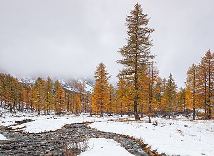 Dolomiti of Brenta,Natural Park of Adamello-Brenta, larch with snowy landscape