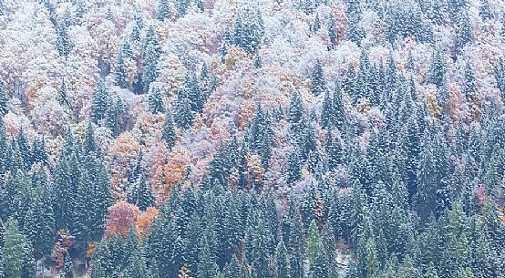 Dolomiti of Brenta,Natural Park of Adamello-Brenta, autumn forest under the snow Dolomiti of Brenta,Natural Park of Adamello-Brenta, autumn forest under the snow