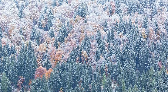 Dolomiti of Brenta,Natural Park of Adamello-Brenta, autumn forest under the snow