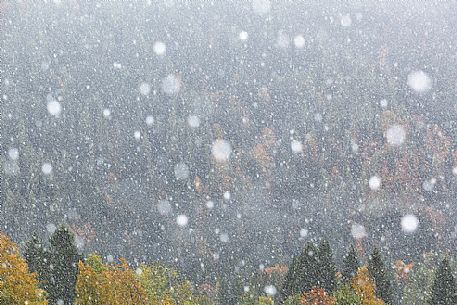 Dolomiti of Brenta,Natural Park of Adamello-Brenta, autumn forest under the snow