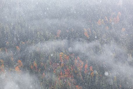 Dolomiti of Brenta,Natural Park of Adamello-Brenta, autumn forest through the fog