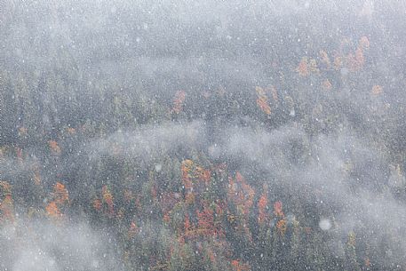 Dolomiti of Brenta,Natural Park of Adamello-Brenta, autumn forest through the fog Dolomiti of Brenta,Natural Park of Adamello-Brenta, autumn forest through the fog