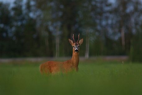 The European roe deer in the estonian countryside, Estonia