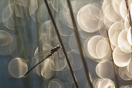 Dragonfly, Azure damselfly, at Männikjärve bog, Endla nature reserve, Estonia