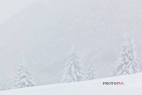 Winter landscape in the forest of Barcis, Dolomiti Friulane Natural Park, Friuli Venezia Giulia, Italy