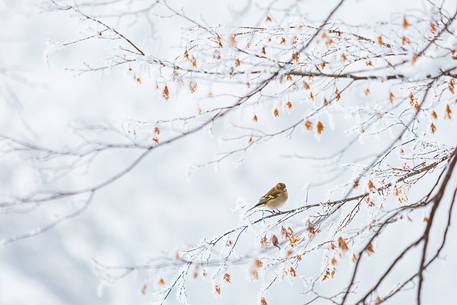 Common chaffinch in the frozen landscape of Plitvice lakes National Park, Croatia