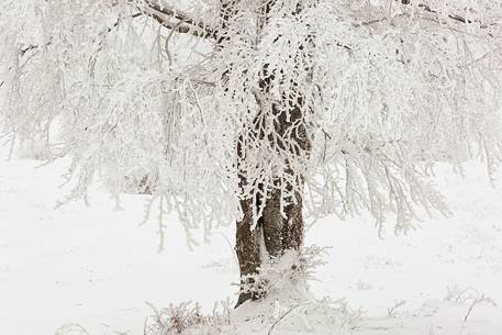 Frozen tree in the Plitvice lakes National Park, Croatia