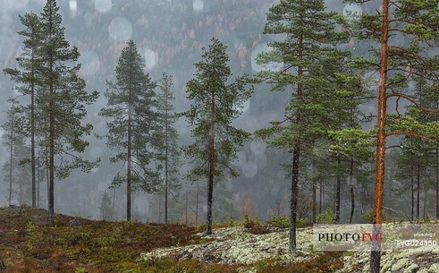 First snowfall in the forest, Randsfjorden lake, Norway