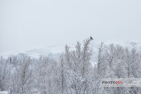 Black grouse, Teatro tetrix, on the top of the snowy tree, Etnedal, Norway