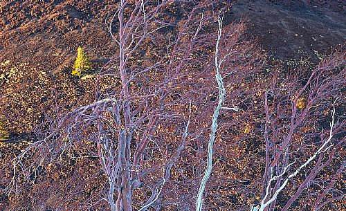 Detail of birck of Etna, endemic plant of Etna National Park, Sicily, Italy
