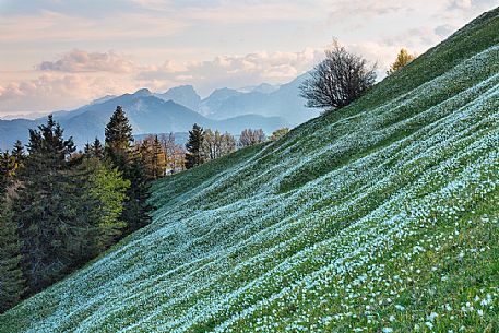 Blooming of wild daffodils in Golica mount, Slovenia, Europe