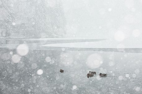 Wild ducks at the Fusine lake under the snowfall, Tarvisio, Friuli Venezia Giulia, italy