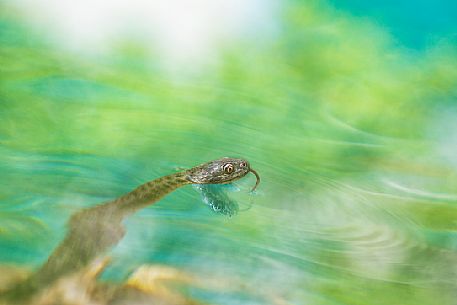 Snake, Natrix tessellata, in the lake