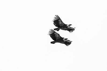 Pair of griffon vulture (Gyps fulvus) on flight