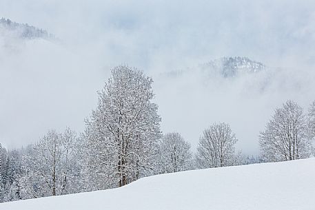 Snowy forest in Bad Kleinkirchheim, Carinthia, Austria, Europe
