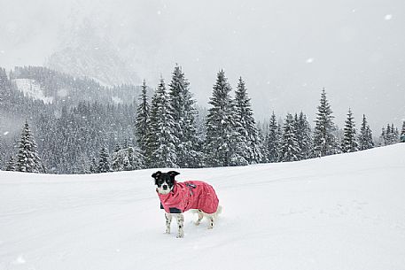 Hiking in Sappada with dog under the snowfall, dolomites, Friuli Venezia Giulia, Italy, Europe