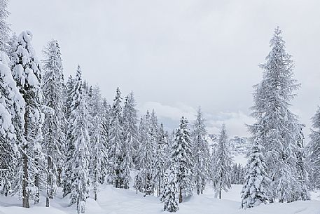 Snowy larch forest near Antorno lake, Misurina, Tre Cime natural park, dolomites, Veneto, Italy, Europe