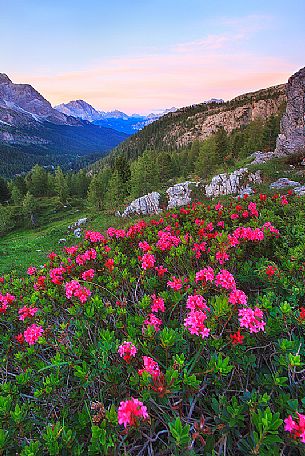 Flowering rhododendrons near Falzarego pass, Cortina d'Ampezzo, dolomites, Veneto, Italy, Europe

